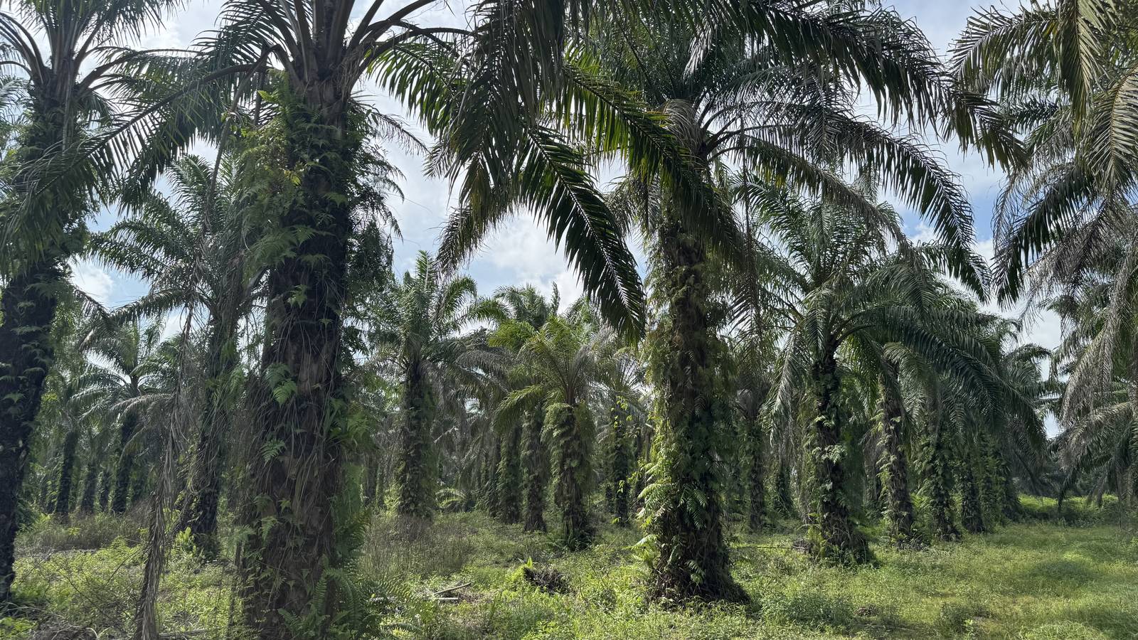 Cemerlang Tani